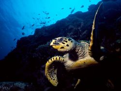 Hawksbill turtle taken in Male North Atoll, Maldives. The... by Federica Bedei 